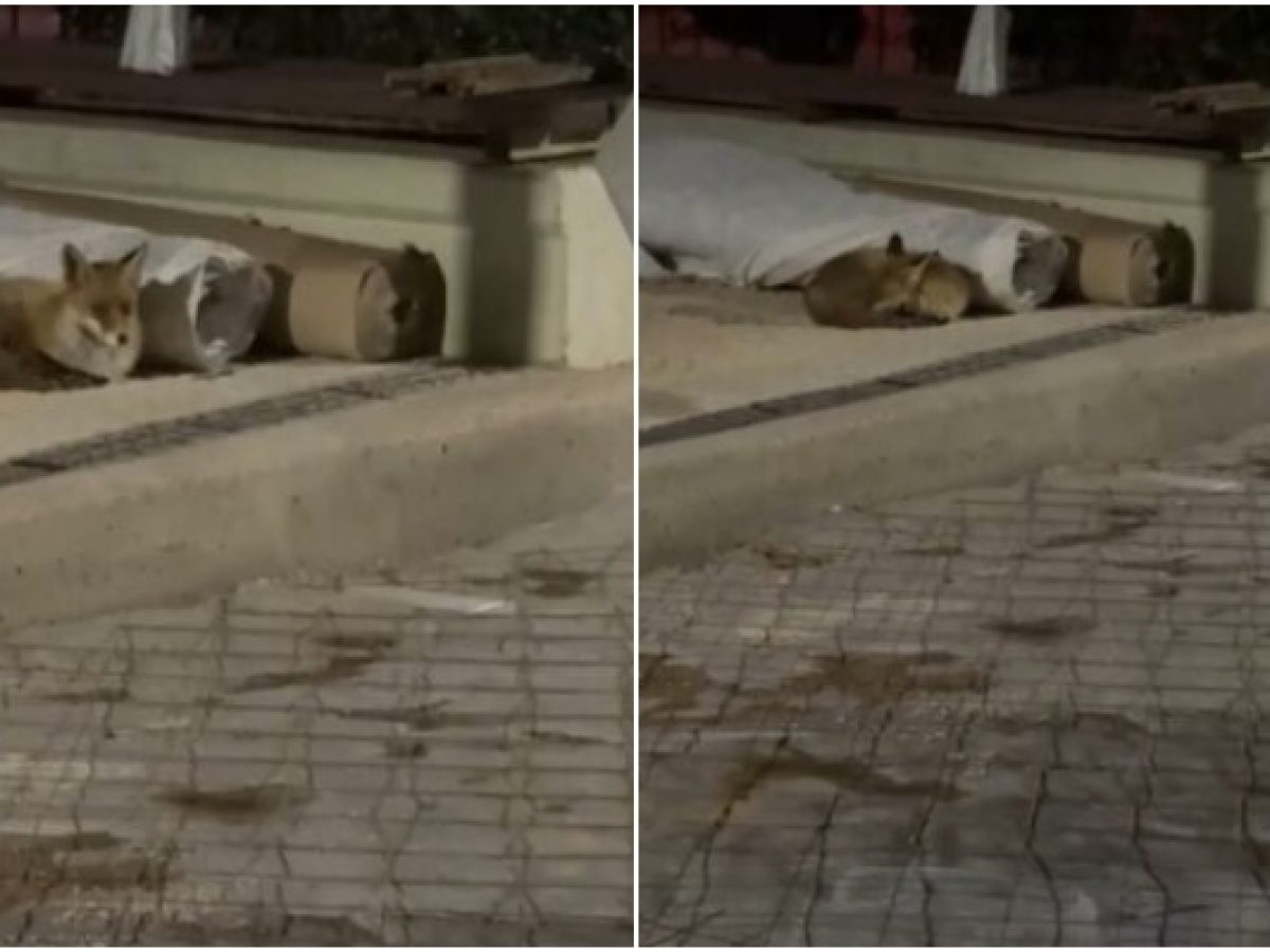 Εμφανίστηκε αλεπού στην Άνω Νέα Σμύρνη (VIDEO)