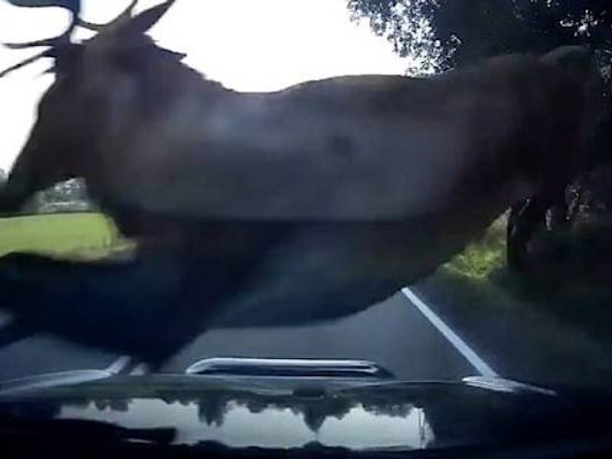 Ένα βήμα πριν την τραγωδία στον δρόμο Εβγάτη – Θάνος | Παραλίγο σύγκρουση δύο οχημάτων λόγω ελαφιών