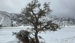 entiposiazi-o-katalefkos-omalos-viannou-3