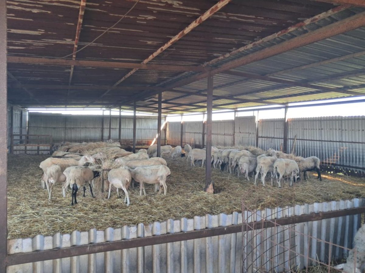 Επιστρατεύονται στρατιωτικοί κτηνίατροι για την αντιμετώπιση της ευλογιάς αιγοπροβάτων
