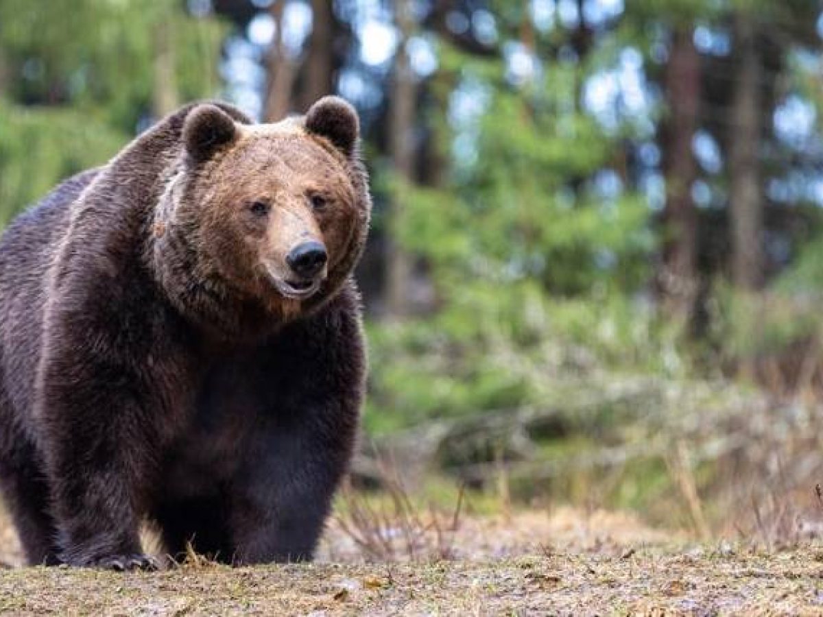 Έρευνα του ΑΡΚΤΟΥΡΟΥ  Αυξήθηκαν οι αρκούδες στην Ελλάδα, αλλά όχι οι ζημιές που προκαλούν