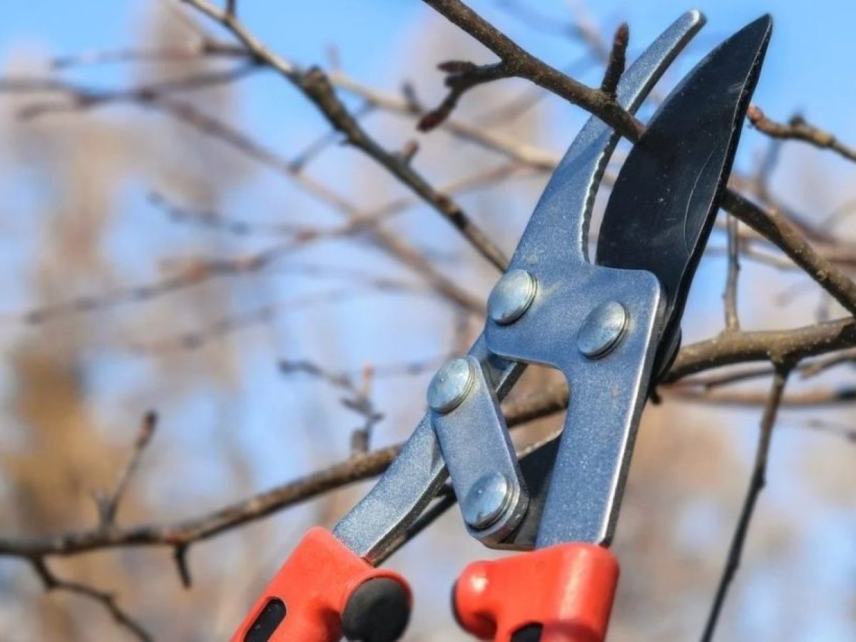 Εργασίες κλαδέματος από τον Δήμο Χανίων: Τη Δευτέρα 12/01