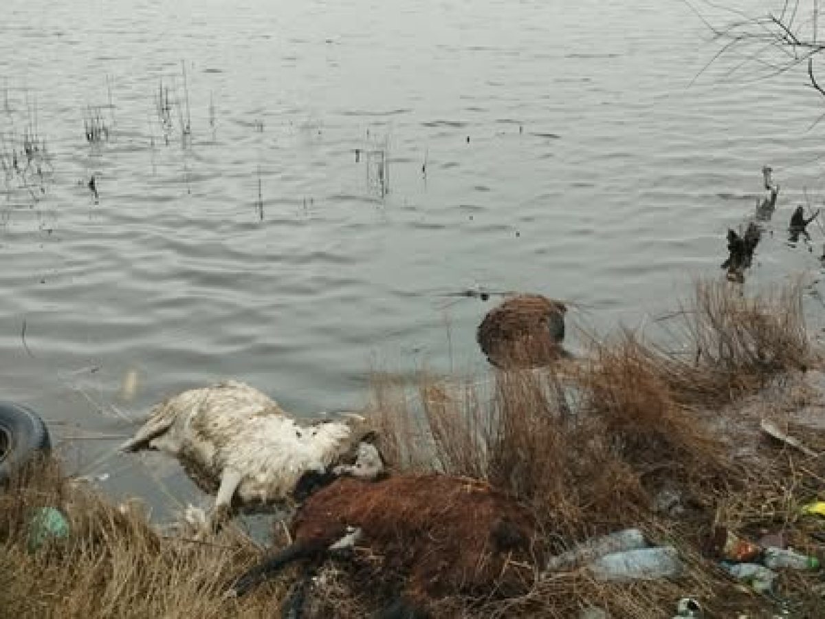 Αιτωλικό: Νεκρά προβατα στην λιμνοθάλασσα (φωτο)