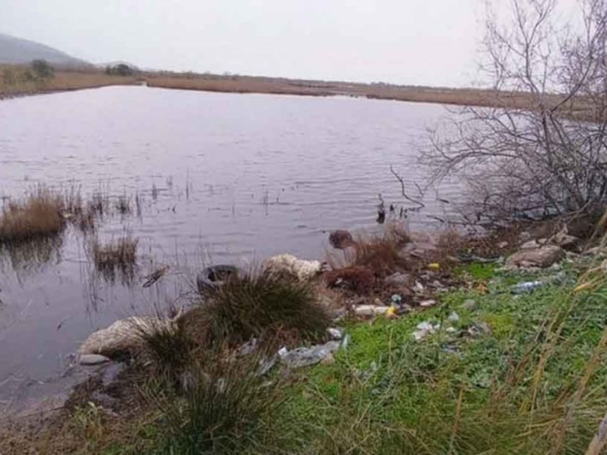Αιτωλικό: Στη Δικαιοσύνη η Περιφέρεια για τα πεταμένα νεκρά πρόβατα στη λιμνοθάλασσα