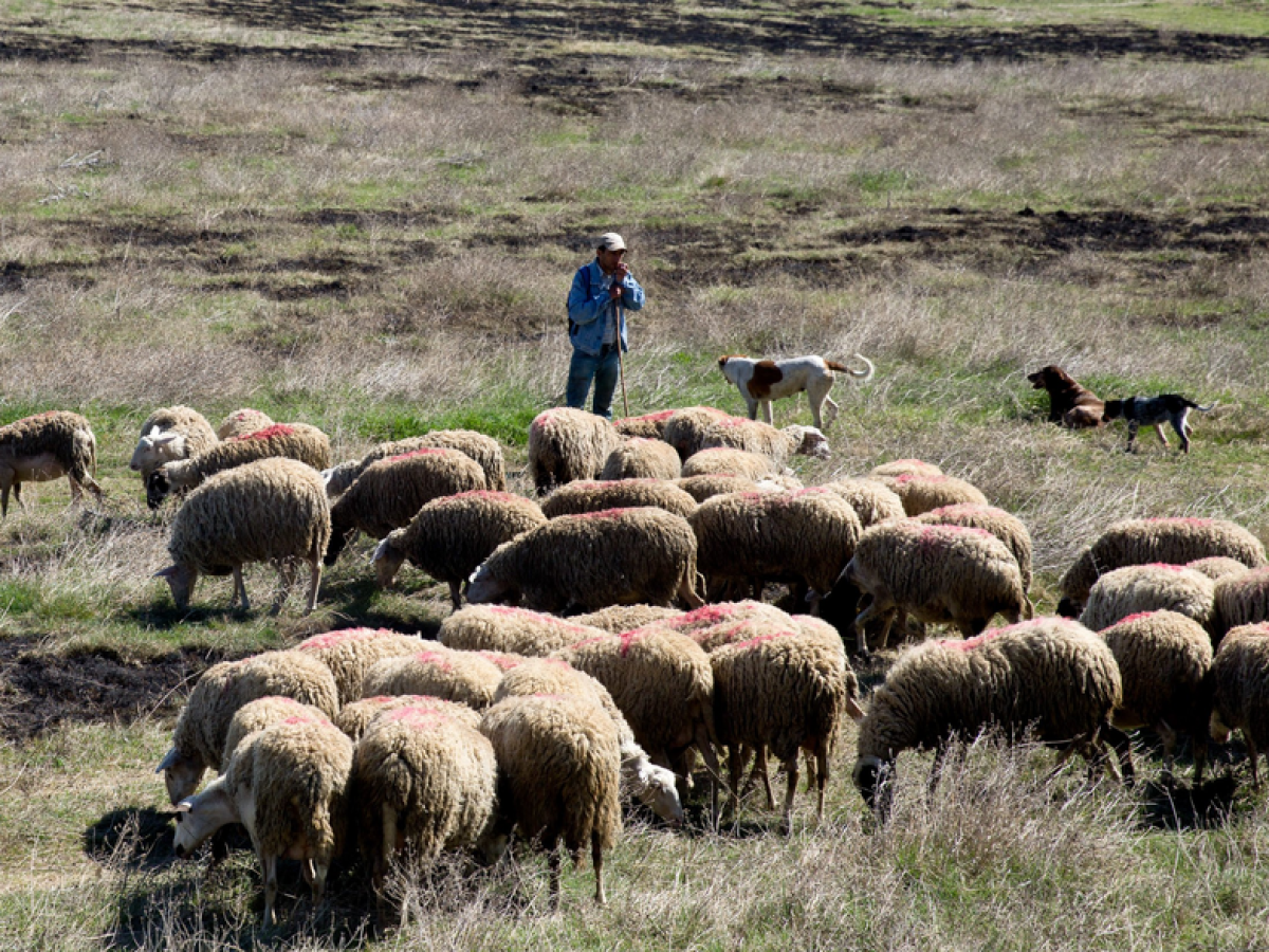 Ευλογιά: Έχουν θανατωθεί πάνω από 470.000 ζώα- Νέα κρούσματα και στην Αχαΐα
