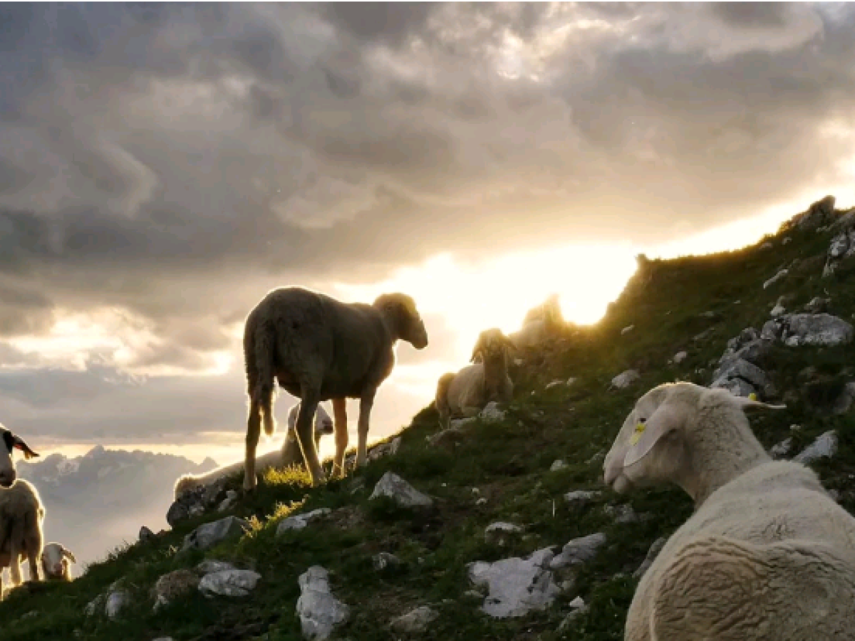 Ευλογιά αιγοπροβάτων: Σε έναν μήνα 16 απολυμαντικοί σταθμοί στην ενδοχώρα της Κρήτης