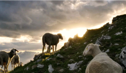 evlogia-egoprovaton-se-enan-mina