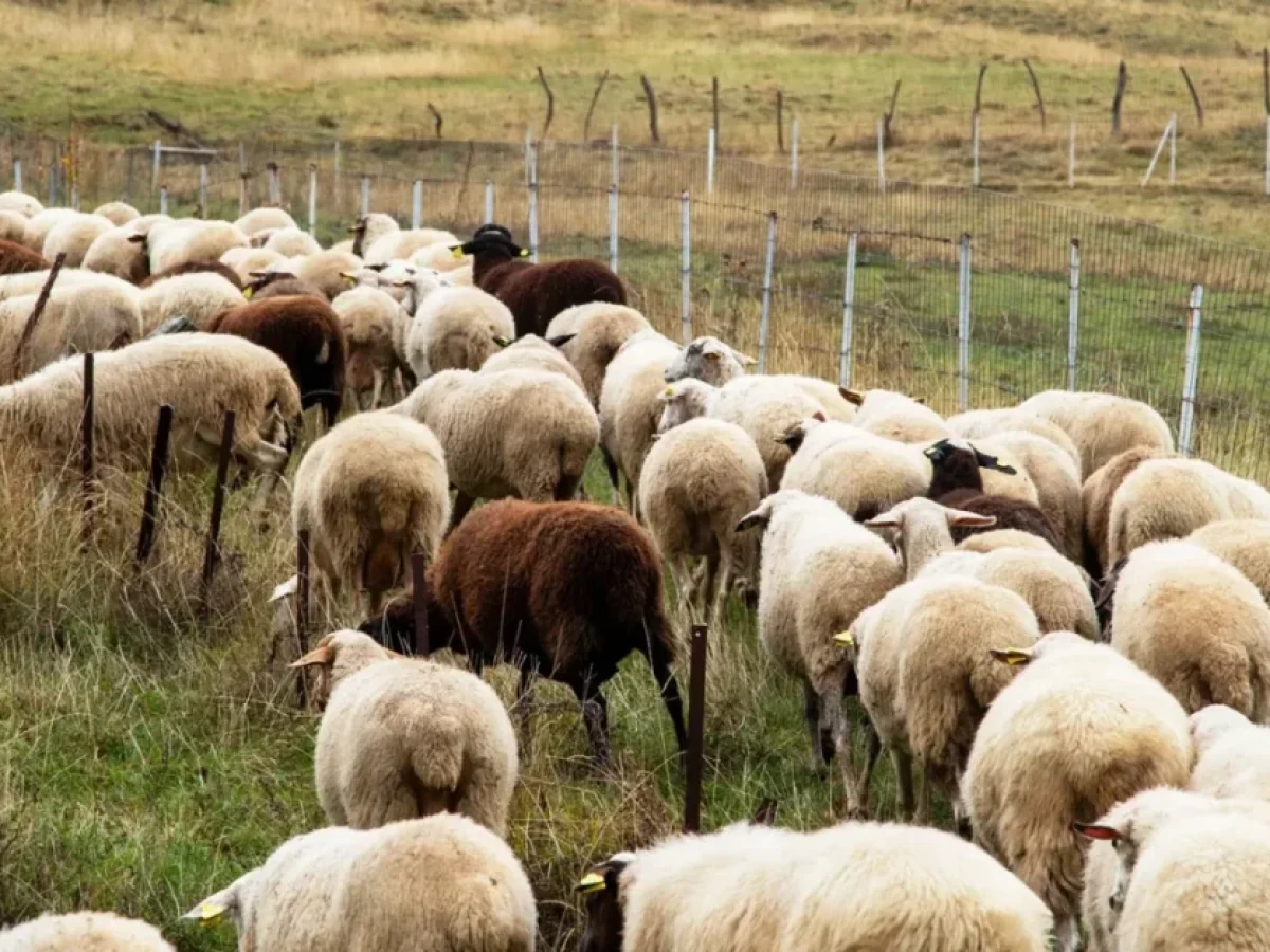 Ευλογιά Αιγοπροβάτων: Σοκαριστικοί Αριθμοί με 472.000 Θανατώσεις – Η «Μάχη» Συνεχίζεται και τον Ιανουάριο