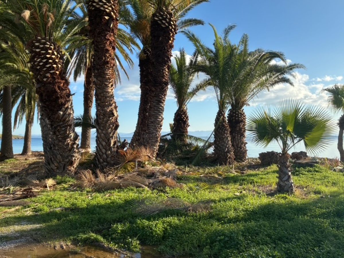 Φοινικόδασος Παναγιούδας: Από τις δηλώσεις «ικανοποίησης» στην πραγματικότητα της εγκατάλειψης.ΦΩΤΟ