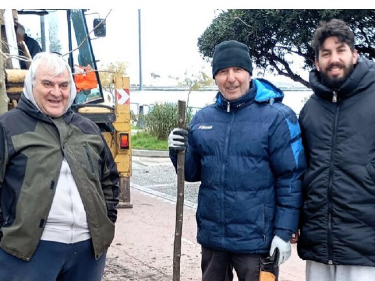 Φύτευση νέων δέντρων (πλατάνια) στην παραλιακή οδό της Βασιλέως Γεωργίου