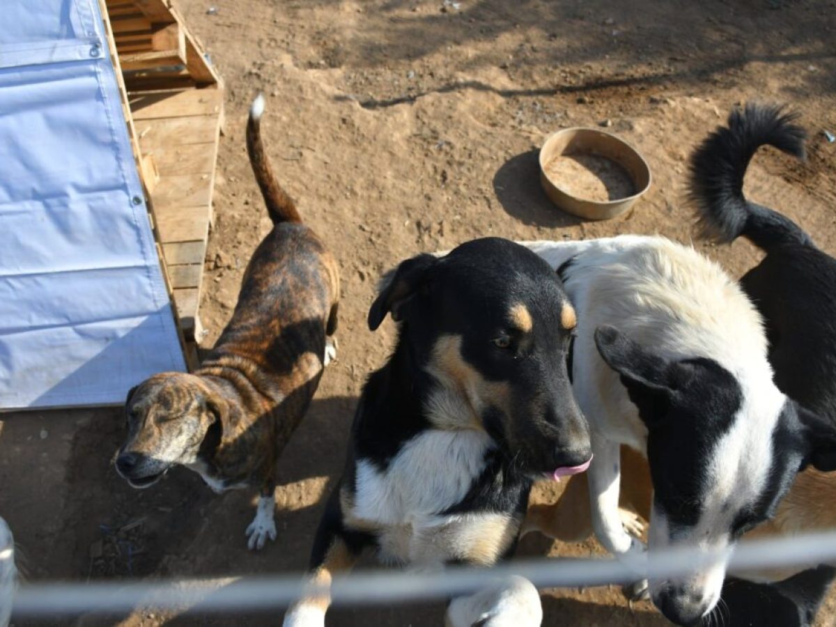 Φωτεινή Κυριαζοπούλου: Παράνομες πρακτικές και εξορίες αδέσποτων – Ο Δήμος αγνοεί τον νόμο