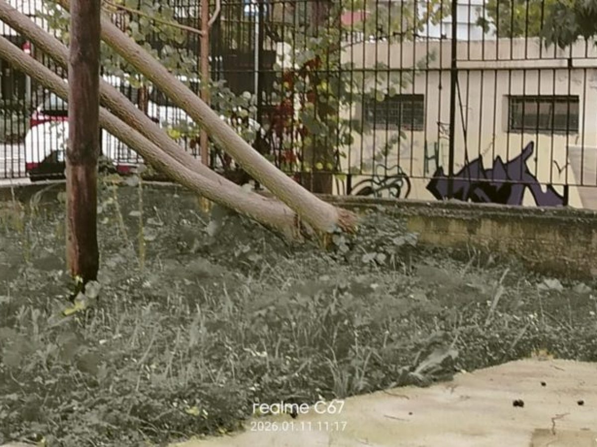 ΦΩΤΟ | Οι άνεμοι ξερίζωσαν δένδρο στο Κέντρο Αποκατάστασης στην Αποκορώνου