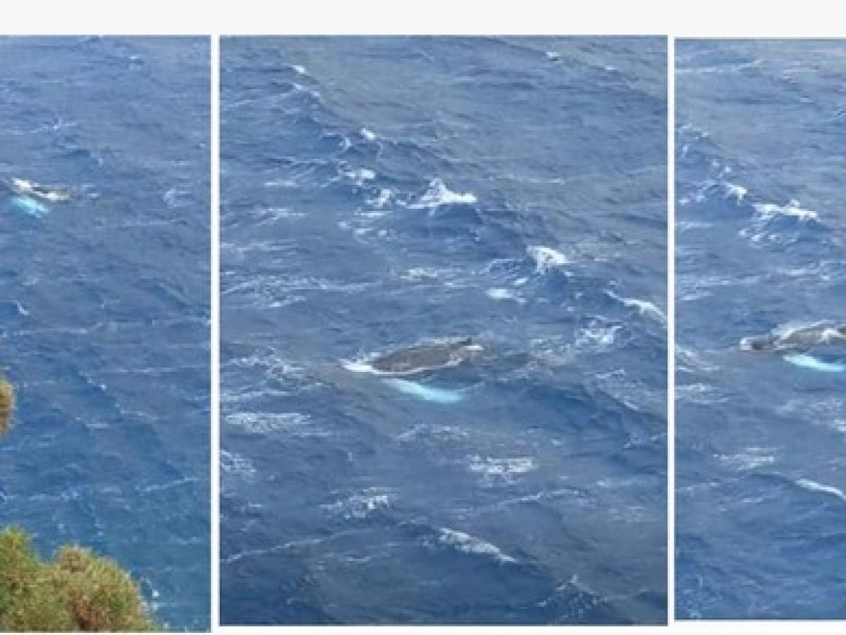 Για την σπάνια επίσκεψη Μεγάπτερης Φάλαινας στον κόλπο Αργινώντα Καλύμνου