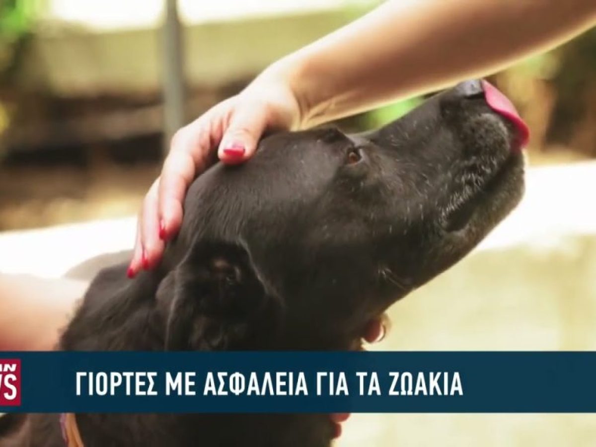 Γιορτές με ασφάλεια για όλα τα ζώα συντροφιάς