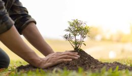 glifada-dendrofitefsi-stous-propodes-tou-1