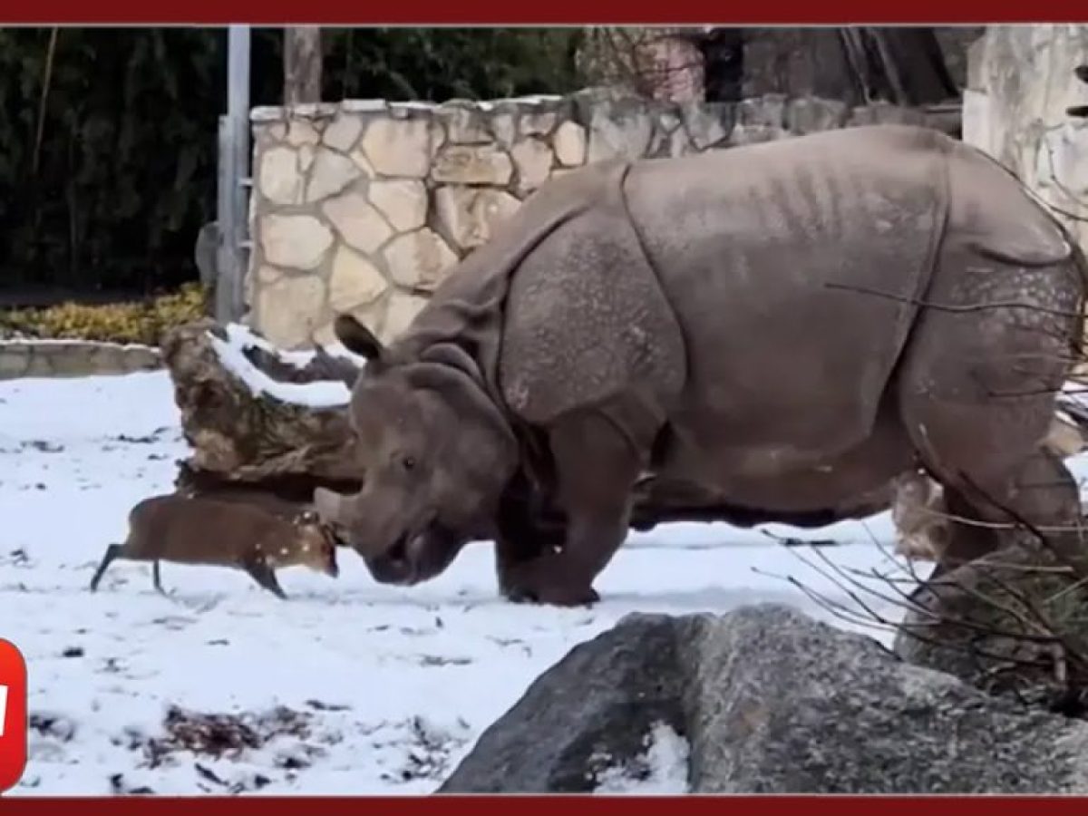 Η απίστευτη «μάχη» ενός ρινόκερου 2 τόνων με ένα μικροσκοπικό ελάφι 20 κιλών σε ζωολογικό κήπο.