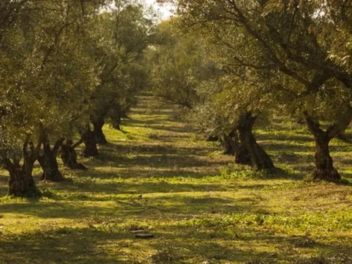 Η Χαλκιδική στο «Τιμόνι» της Ευρωπαϊκής Ελαιοκομίας: Πρωταγωνιστικός Ρόλος για το Επιμελητήριο στο Έργο «ELIA»