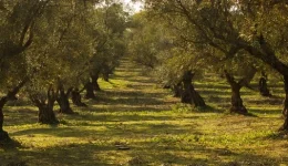 i-chalkidiki-sto-timoni-tis