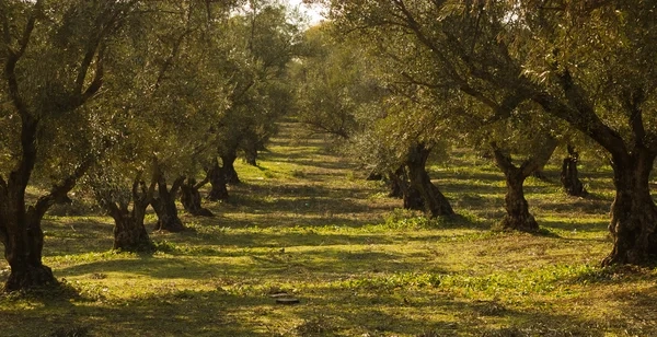i-chalkidiki-sto-timoni-tis
