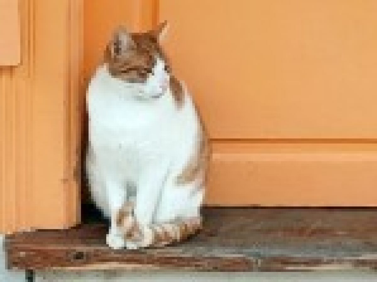 Η γάτα–παρατηρητής και μια αγορά που σιωπά