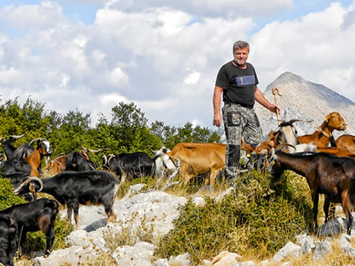 Η ιστορία του τελευταίου κτηνοτρόφου στον Πέρκο Ορεινής Ναυπακτίας (vid)