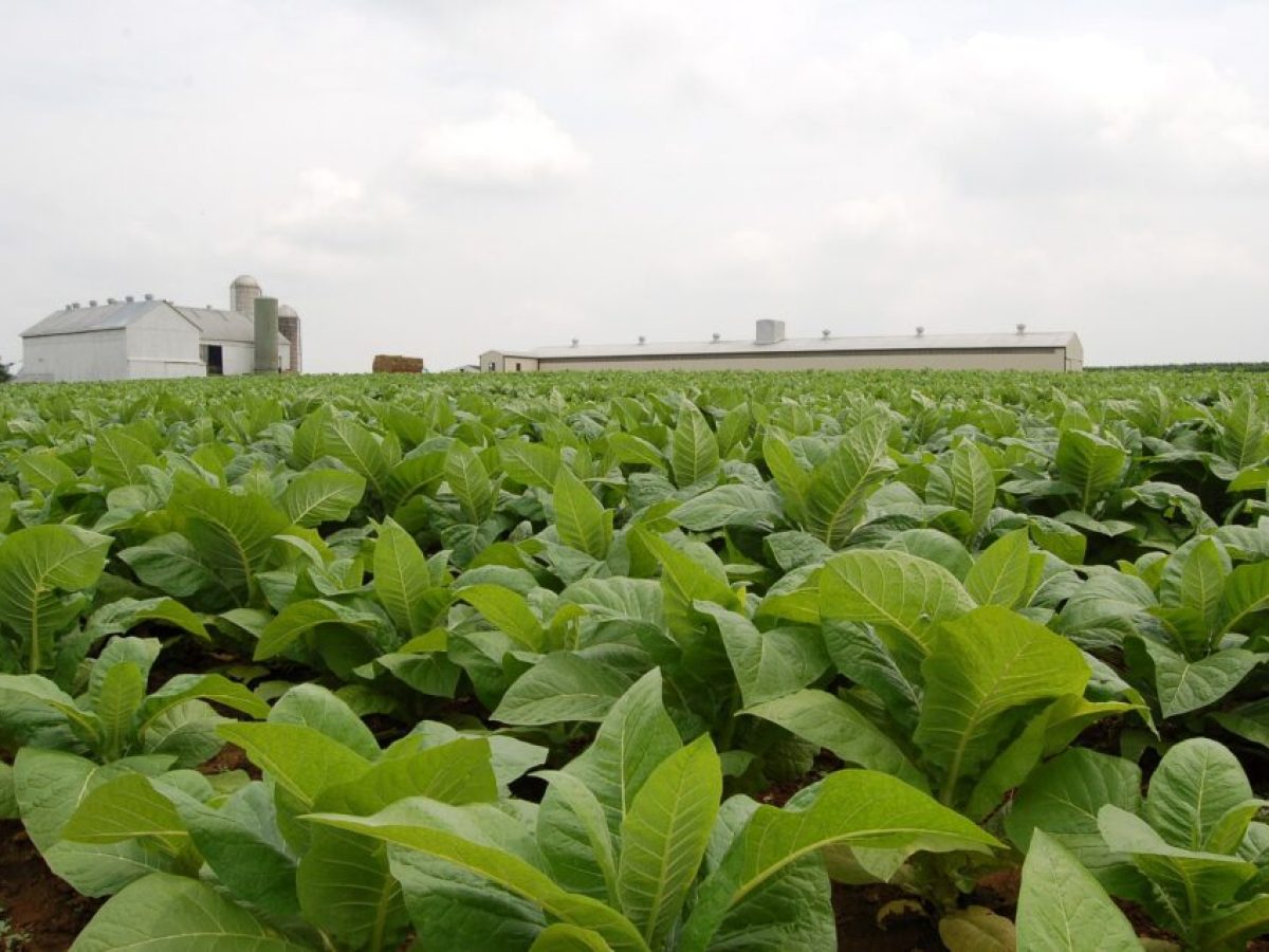 Η καπνοκαλλιέργεια στο χείλος της κατάρρευσης στη Δυτική Μακεδονία