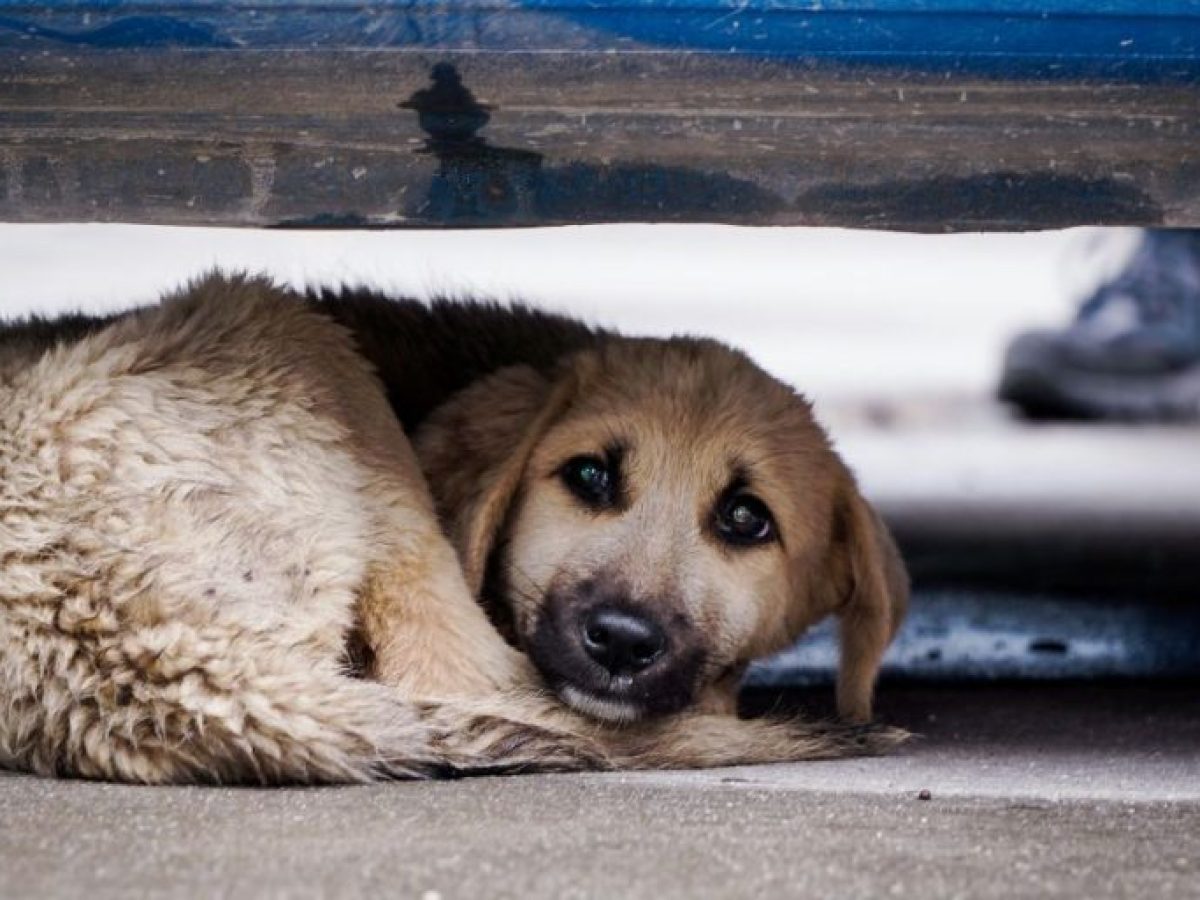 Ιδιοκτήτες σκύλων προσοχή! Αυτή την περιοχή του Ναυπλίου γέμισαν φόλες οι αλήτες