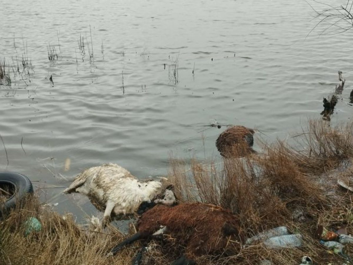 Εικόνες ντροπής στο Αιτωλικό: Νεκρά πρόβατα σε αποσύνθεση στη λιμνοθάλασσα [video]