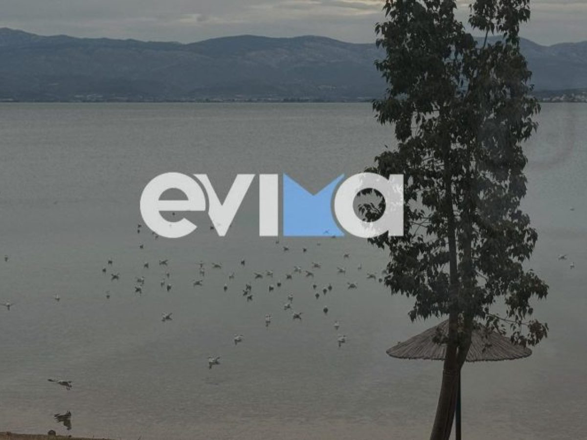 Εικόνες που συγκινούν: Γλαρόπουλα έκαναν παιχνίδια σε παραλία της Εύβοιας (βίντεο)