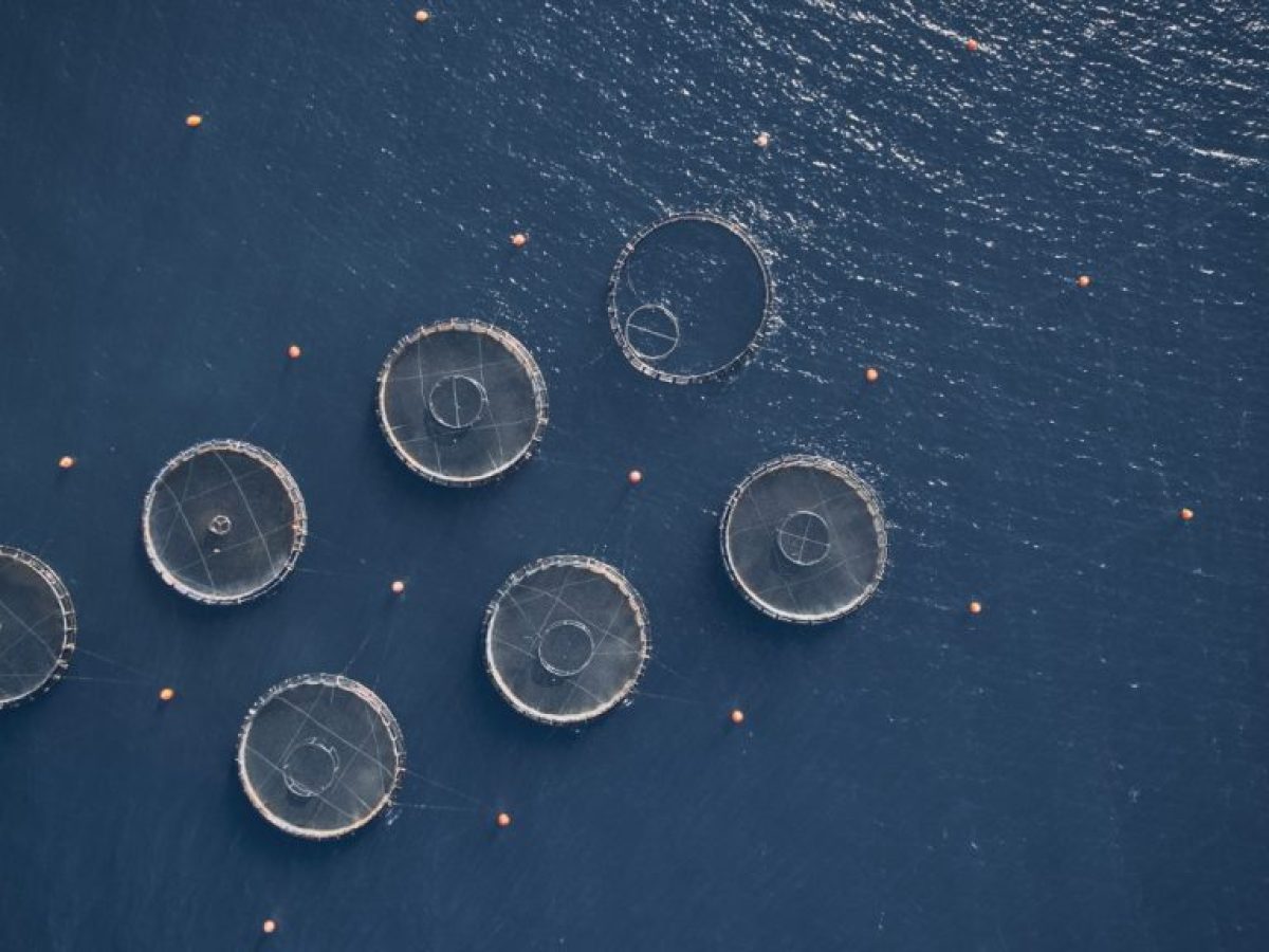 Ημερίδα στη Δυτική Ελλάδα για την ελληνική ιχθυοκαλλιέργεια και την τοπική ανάπτυξη