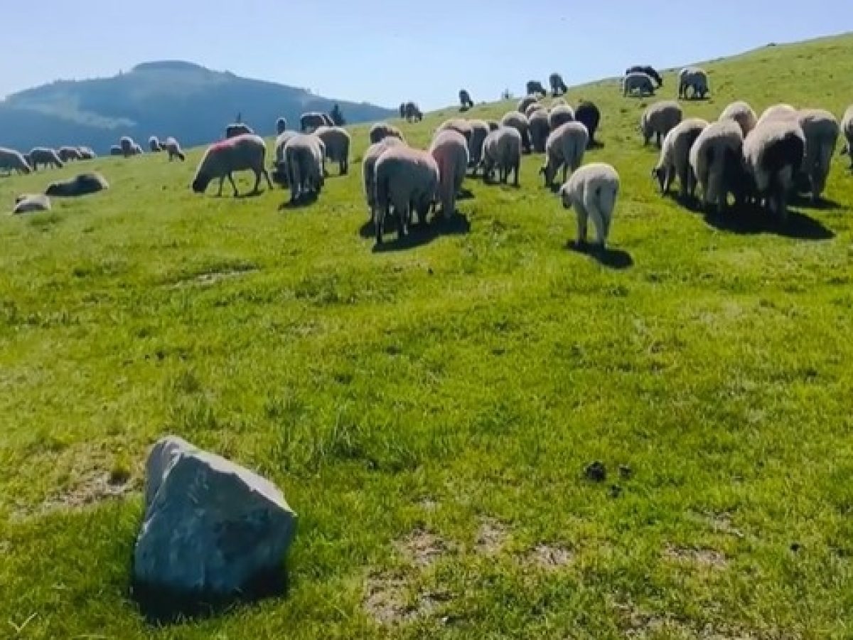 Υπεγράφησαν δύο σημαντικές συμβάσεις, έργων στήριξης της εκτατικής κτηνοτροφίας της Περιφέρειας Στερεάς Ελλάδας