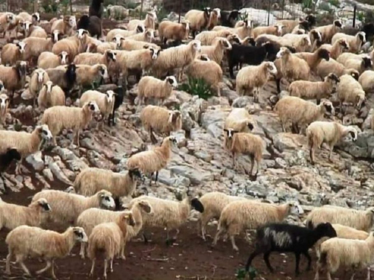 Ηράκλειο: Παρατείνονται τα μέτρα κατά της ευλογιάς στην Κρήτη με απόφαση της Περιφέρειας