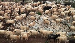 iraklio-paratinonte-ta-metra-kata