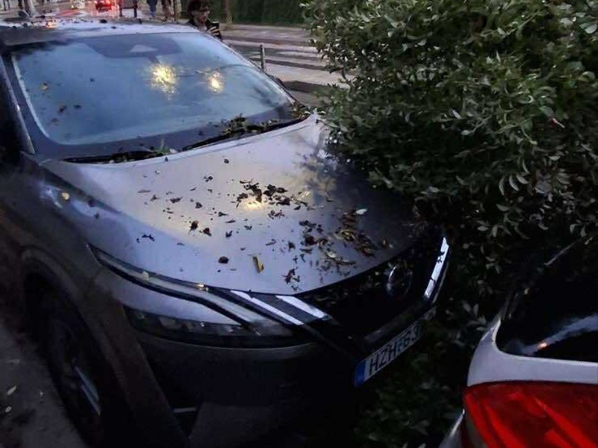 Ηράκλειο: Πτώσεις δέντρων από ολιγόλεπτη καταιγίδα