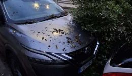 iraklio-ptosis-dentron-apo-oligolepti