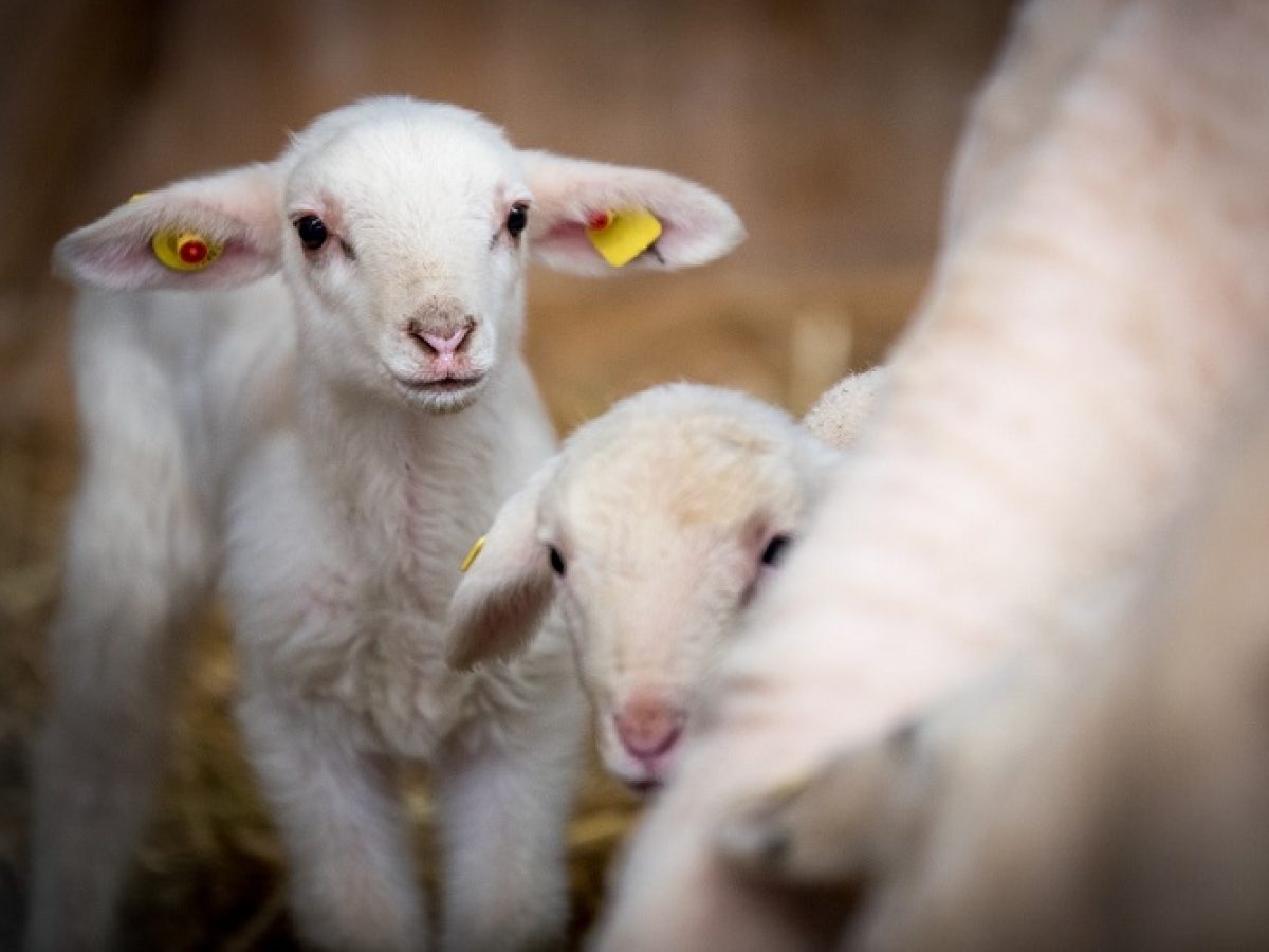 Ισχυρή σύσταση της Δ/νσης Κτηνιατρικής της ΠΔΕ για τον εμβολιασμό των ζώων κατά του καταρροϊκού πυρετού