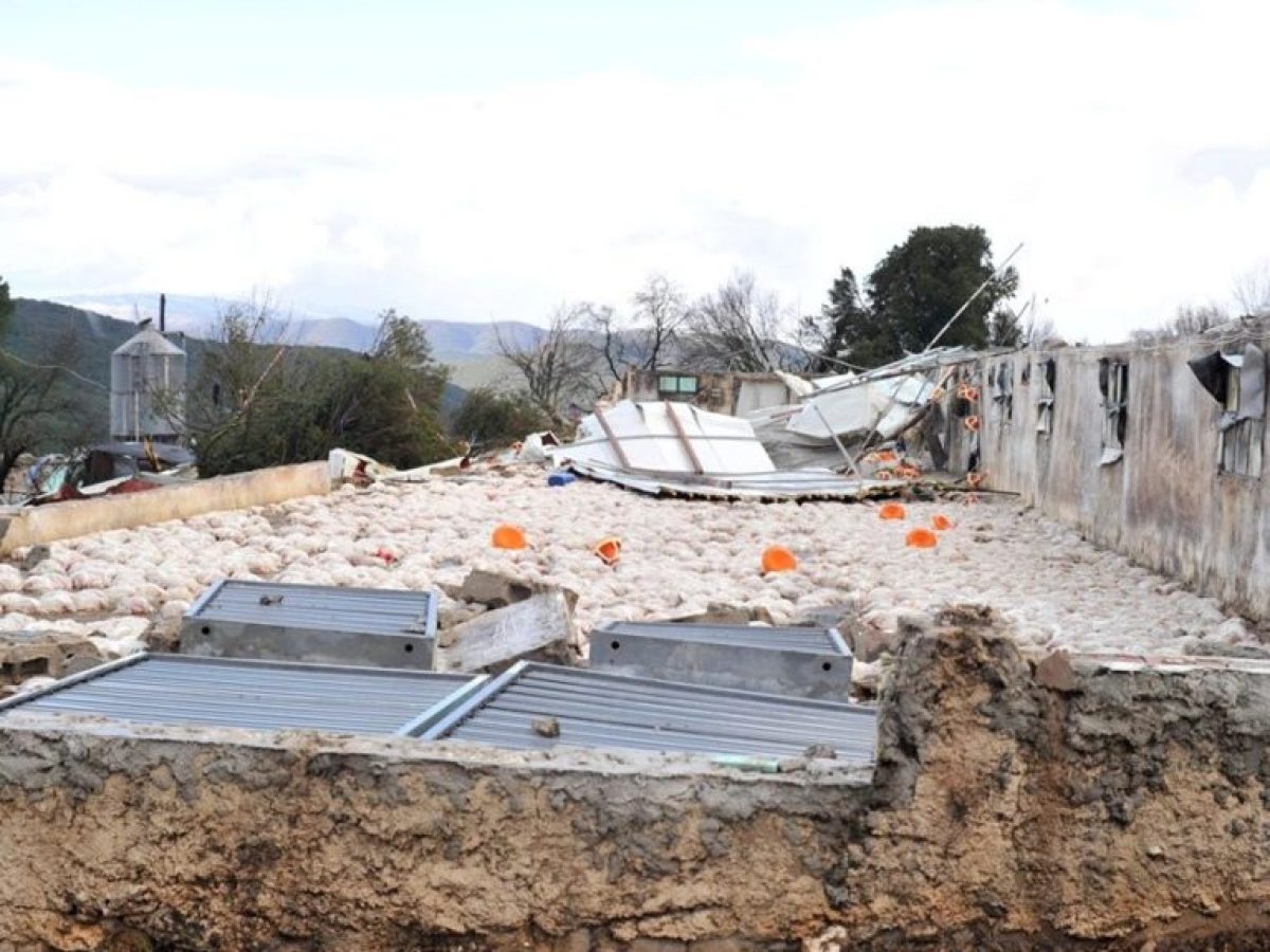 Καλπάκι: «Από αυτά ζούσαμε»- Σε απόγνωση η οικογένεια που έχασε 40.000 κοτόπουλα από ανεμοστρόβιλο