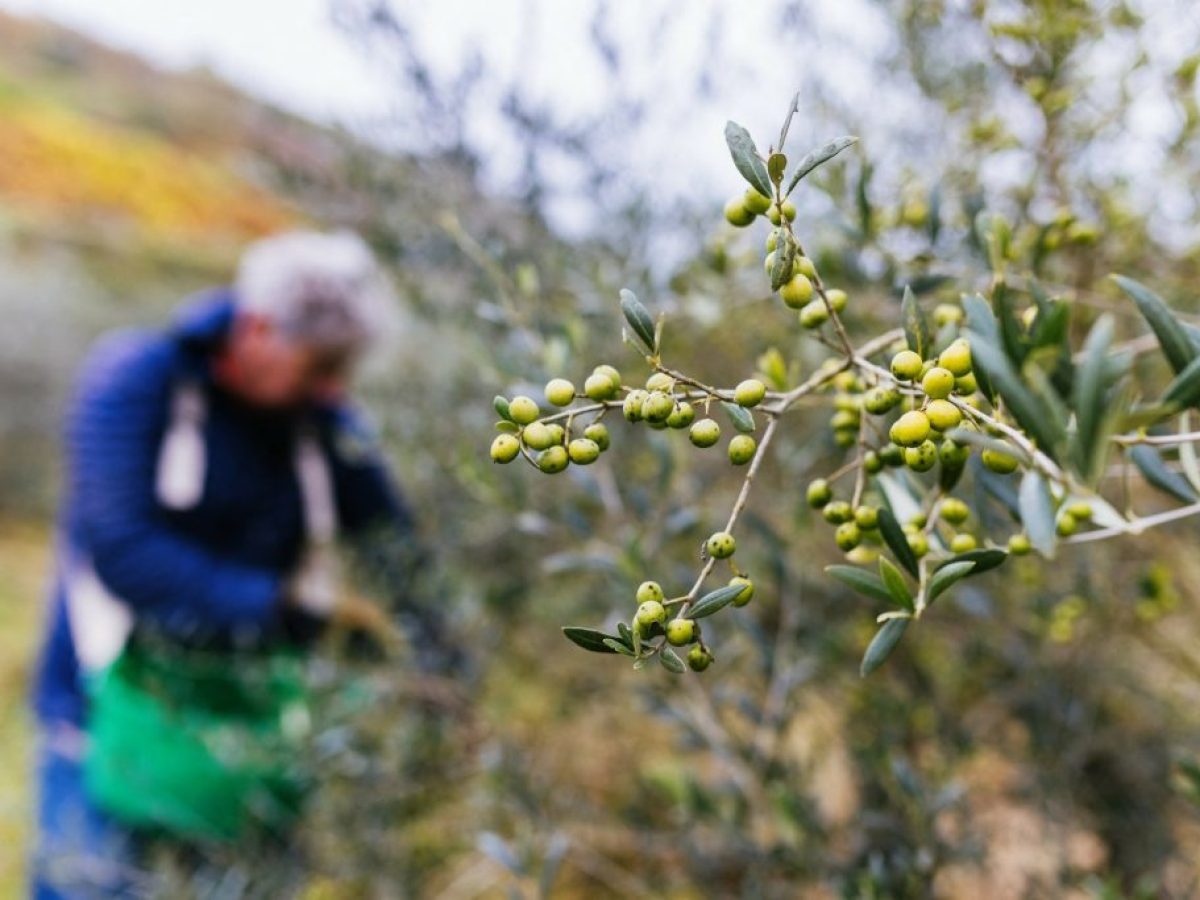 Κάντανος-Σέλινο: Μια διεθνής «ασπίδα» αλληλεγγύης για την αναγέννηση του πυρόπληκτου Ασφεντυλέ