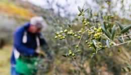 kantanos-selino-mia-diethnis-aspida-allilengiis