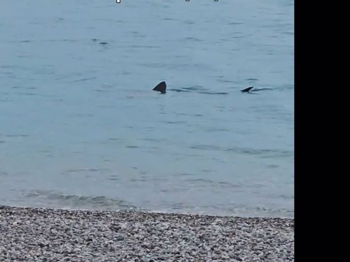 Καρχαρίας έκοβε βόλτες στην παραλία του Λουτρακίου!