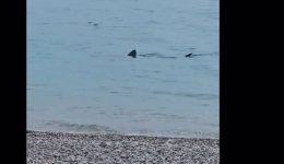 karcharias-ekove-voltes-stin-paralia