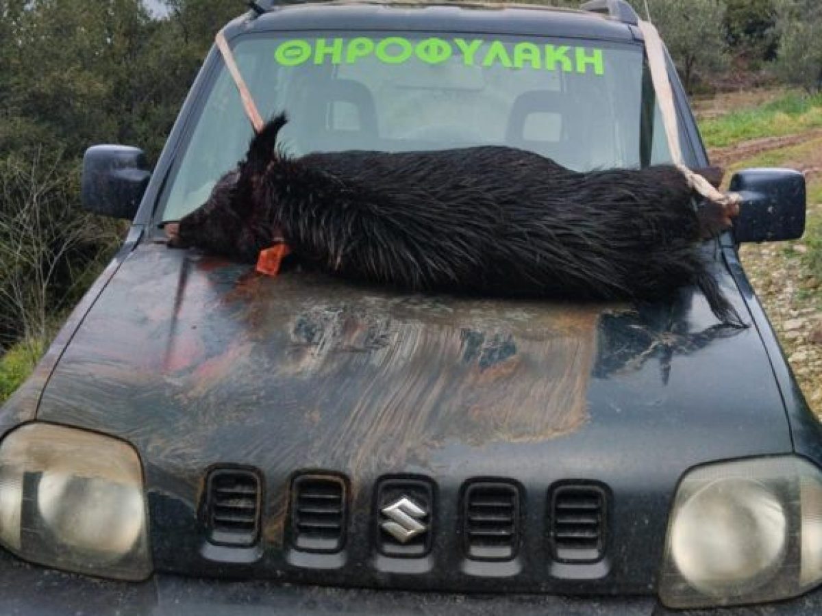 Καταγράφηκαν τρία περιστατικά λαθροθηρίας