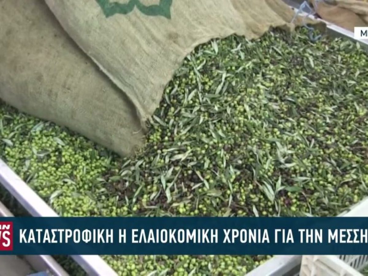 Καταστροφική η ελαιοκομική χρονιά στην Μεσσηνία