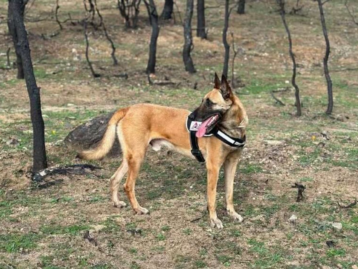 Κοινές περιπολίες για την καταπολέμηση των δηλητηριασμένων δολωμάτων σε Έβρο και Ροδόπη