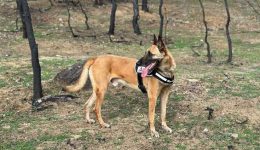 kines-peripolies-gia-tin-katapolemisi