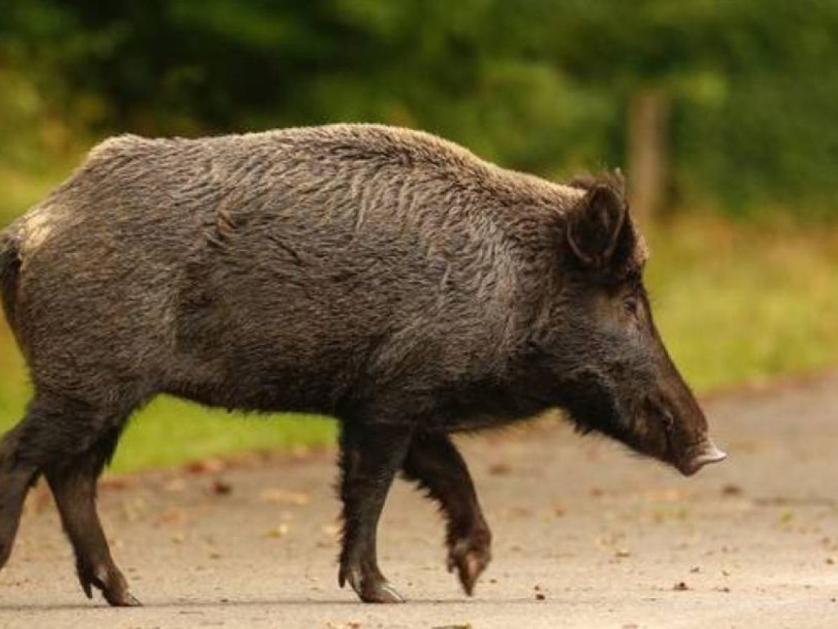 Κυνηγός δέχθηκε επίθεση από αγριογούρουνο στην Καστοριά- Νοσηλεύεται εκτός κινδύνου