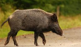 kinigos-dechthike-epithesi-apo-agriogourouno