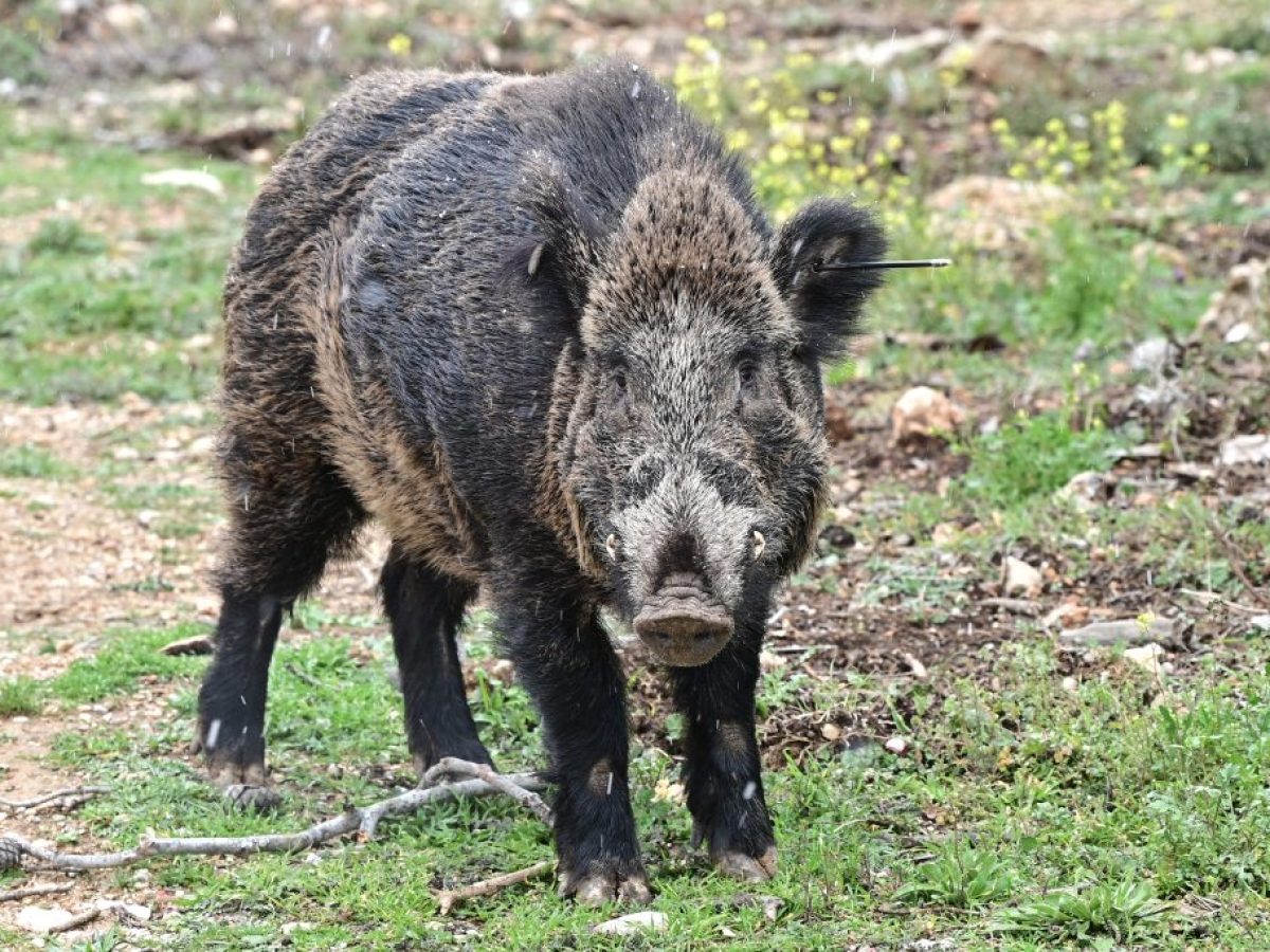 Κυνηγός τραυματίστηκε από επίθεση αγριογούρουνου στην Καστοριά – Νοσηλεύεται εκτός κινδύνου