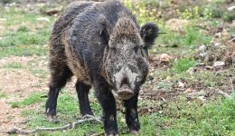 kinigos-travmatistike-apo-epithesi-agriogourounou