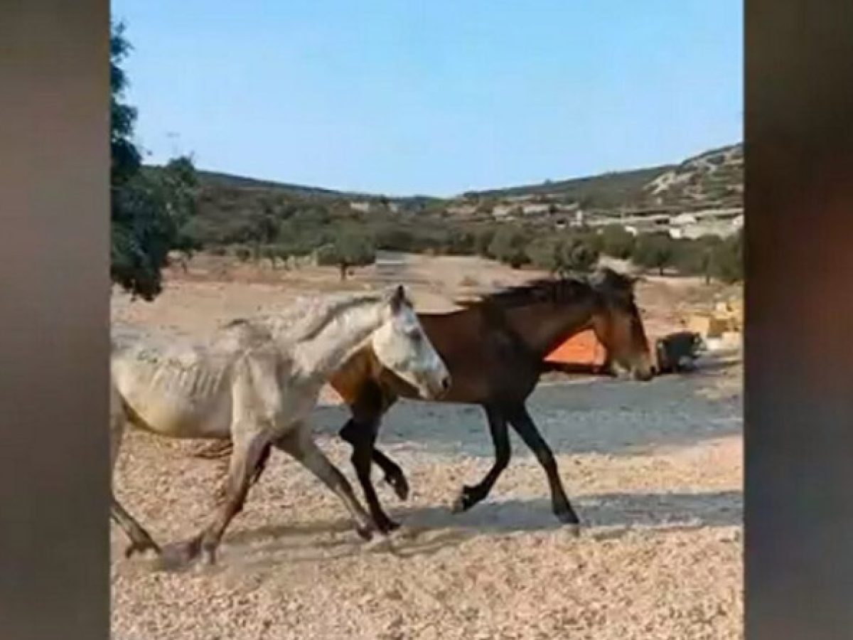 Κορωπί: Πλήρης αδιαφορία για τα 90 άλογα του Υμηττού – Στα πρόθυρα λιμοκτονίας